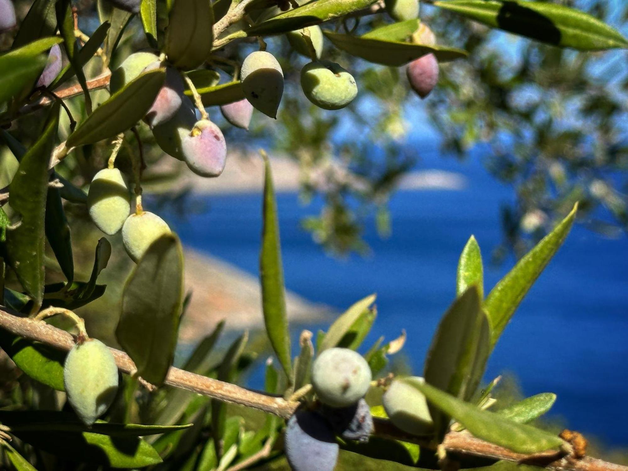 Maison Meltem Agia Pelagia Dış mekan fotoğraf